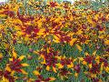 Mardi Gras Coreopsis / Coreopsis tinctoria 